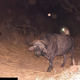 Illustration for article titled Oh nothing, just a genet riding a buffalo